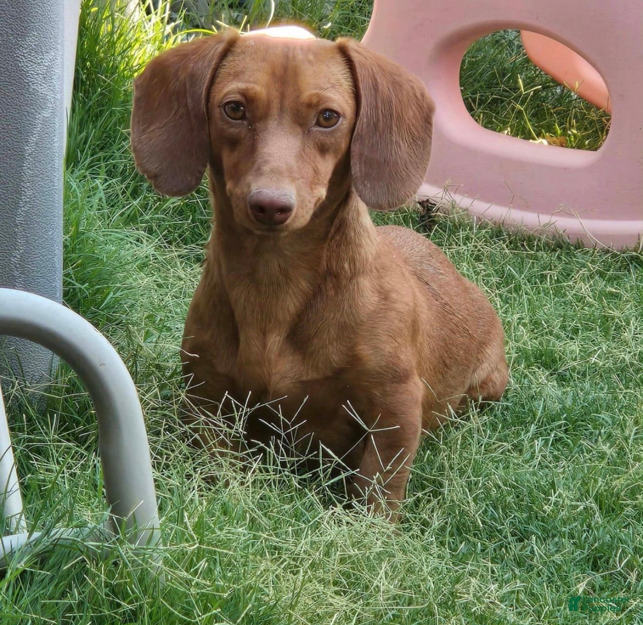 Cinnamon 