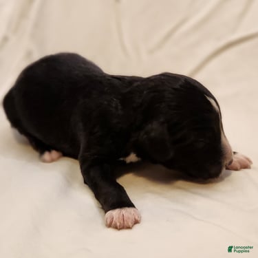 Mini Aussiedoodle dogs for sale: Snoopy_Male Tuxedo - Ad 4