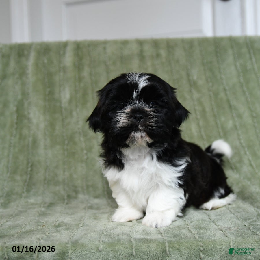 Shih Tzu dogs for sale: Gunner - Ad 4