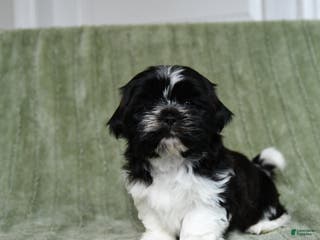 Shih Tzu dogs Gunner - Ad 26
