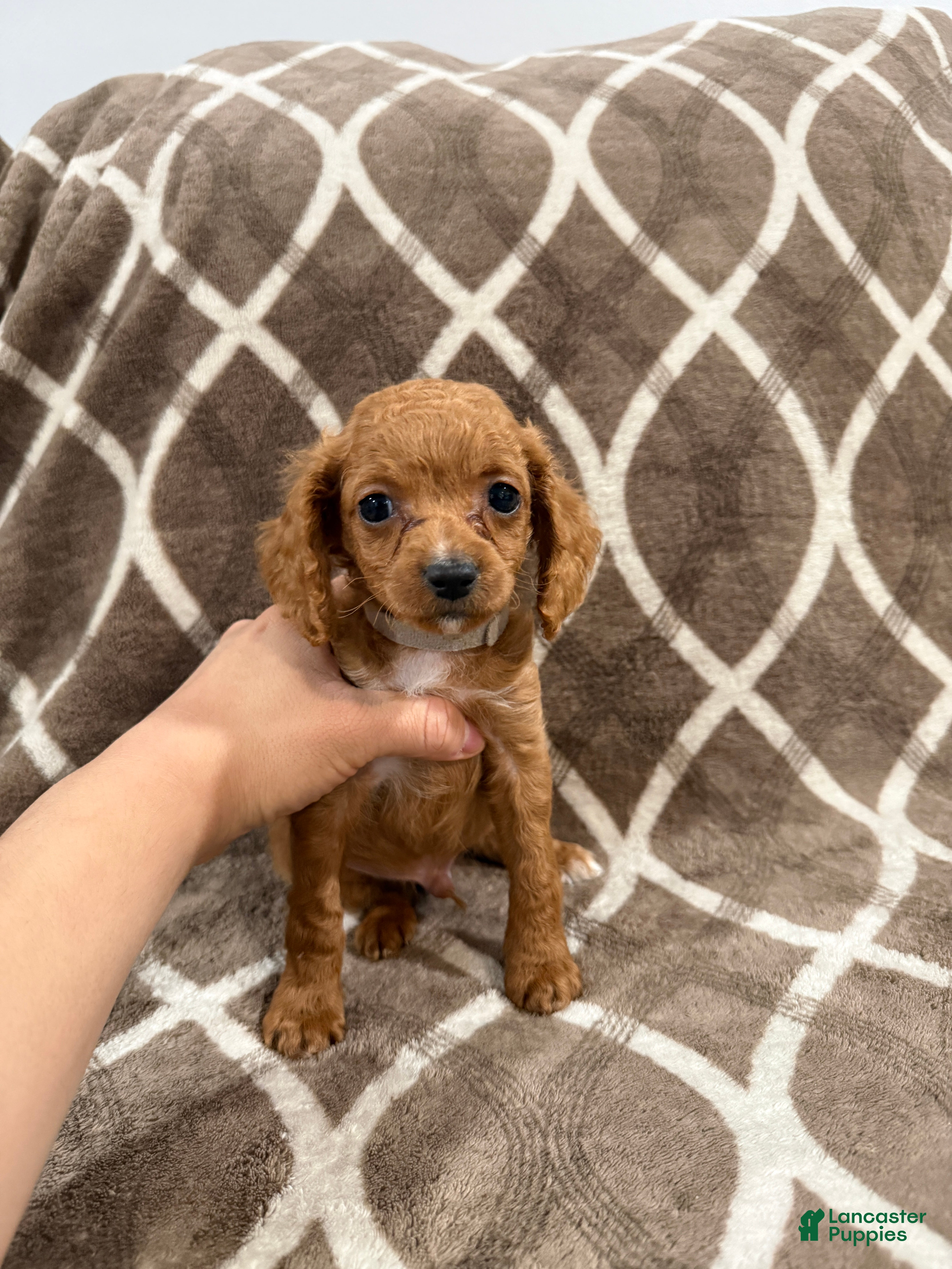 Cockapoo dogs Remy - Ad 1