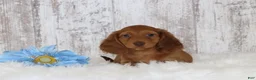 Dachshund dogs for sale: Lester  - Ad 2
