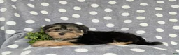 Morkie dogs for sale: Rafe 6 lbs Full Grown - Ad 6