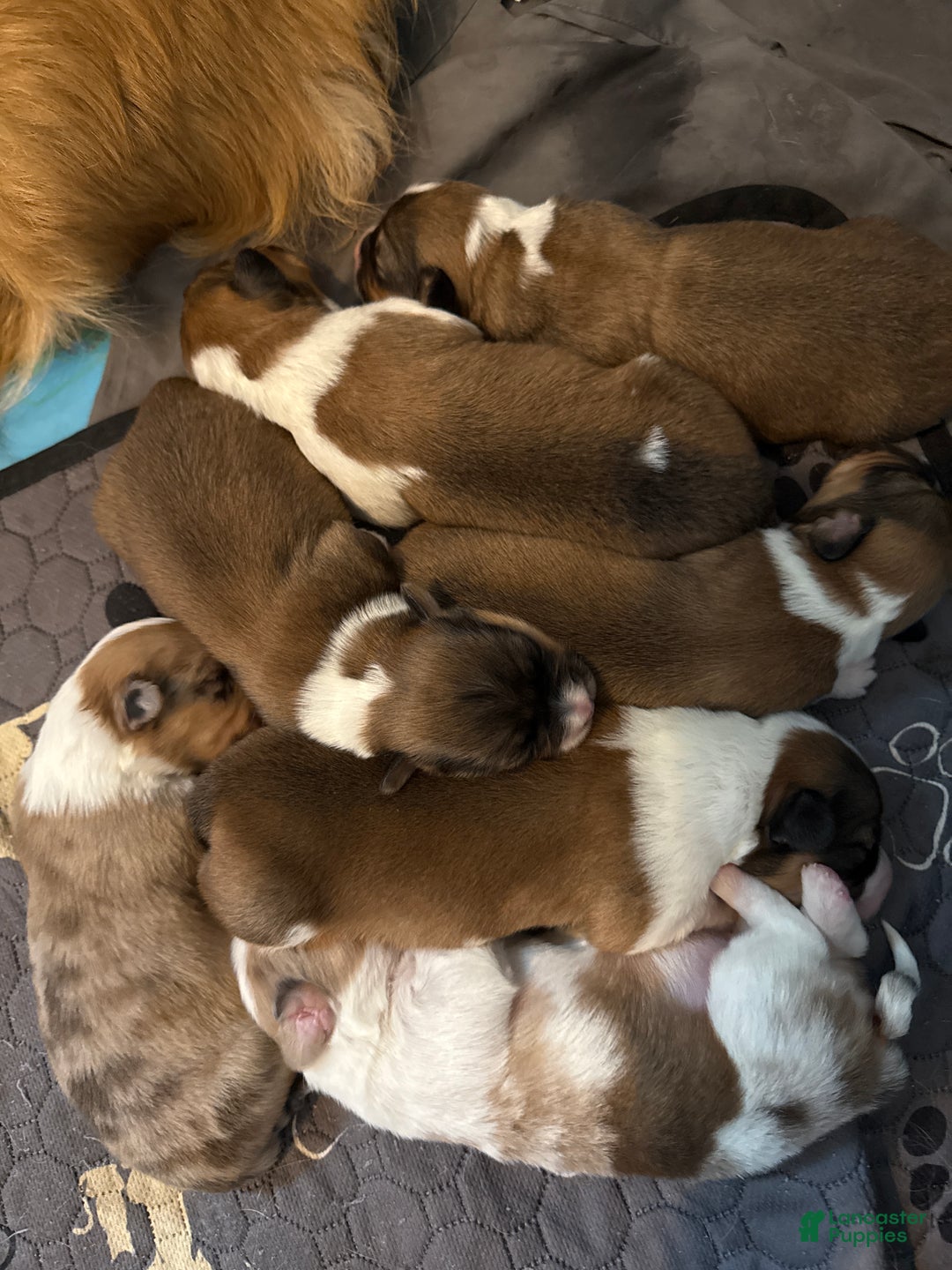 Welsh Corgi Pembroke dogs for sale: Welsh Corgi Pembroke Puppy 1 - Ad 7