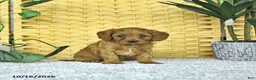 Cavapoo dogs for sale: Dahlia - Ad 4