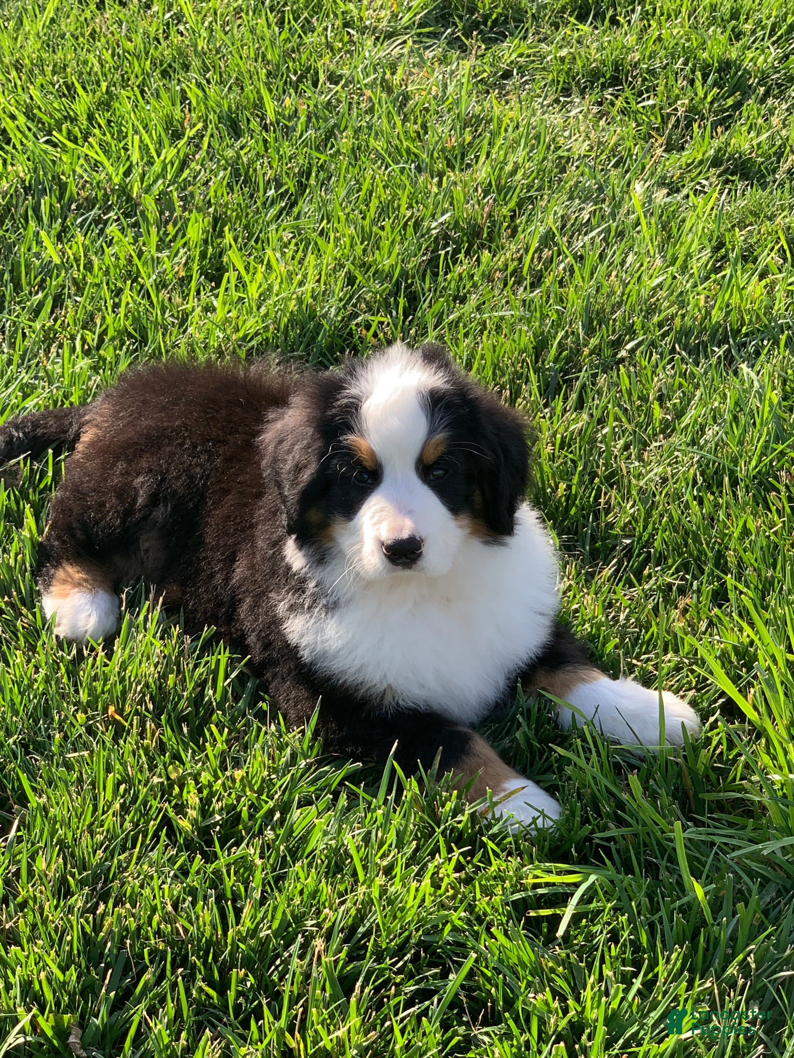 Bernese Mountain Dog dogs for sale: Nemo - Ad 12