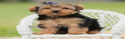 Yorkshire Terrier dogs for sale: Fizzie  - Ad 9
