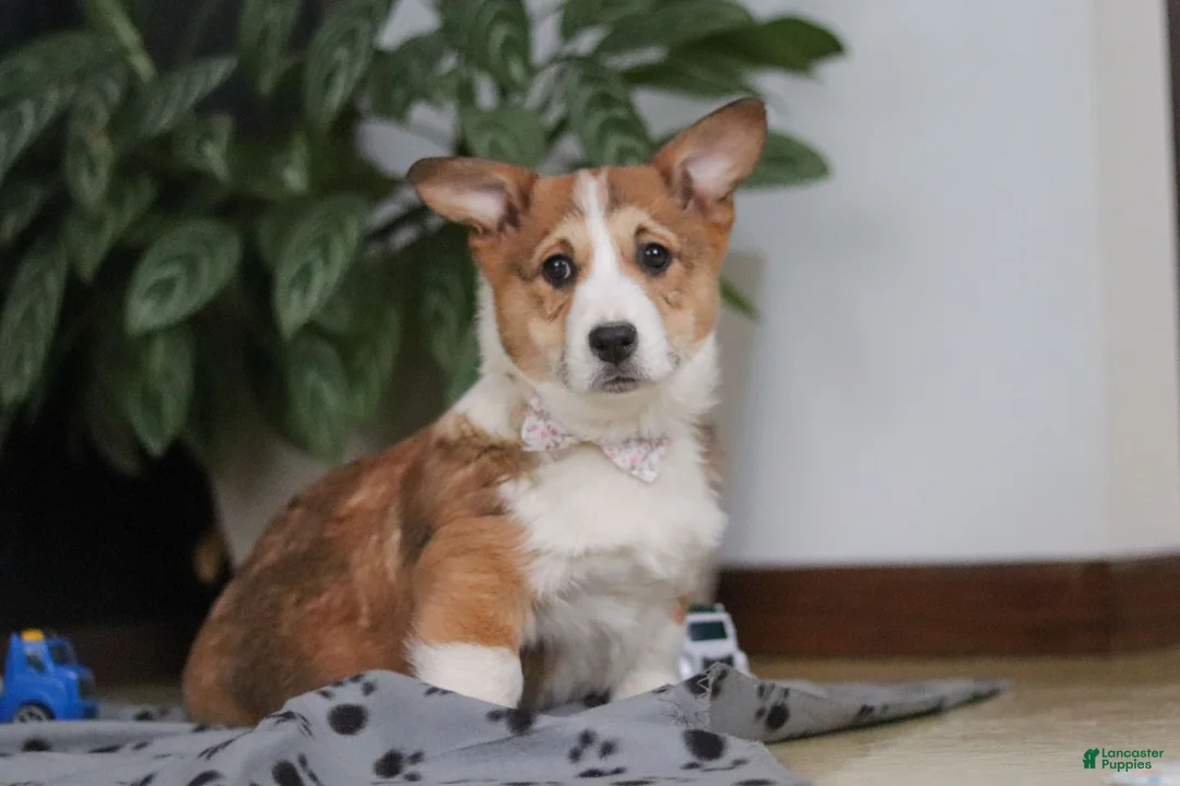 Welsh Corgi Pembroke dogs for sale: Joy - Ad 5