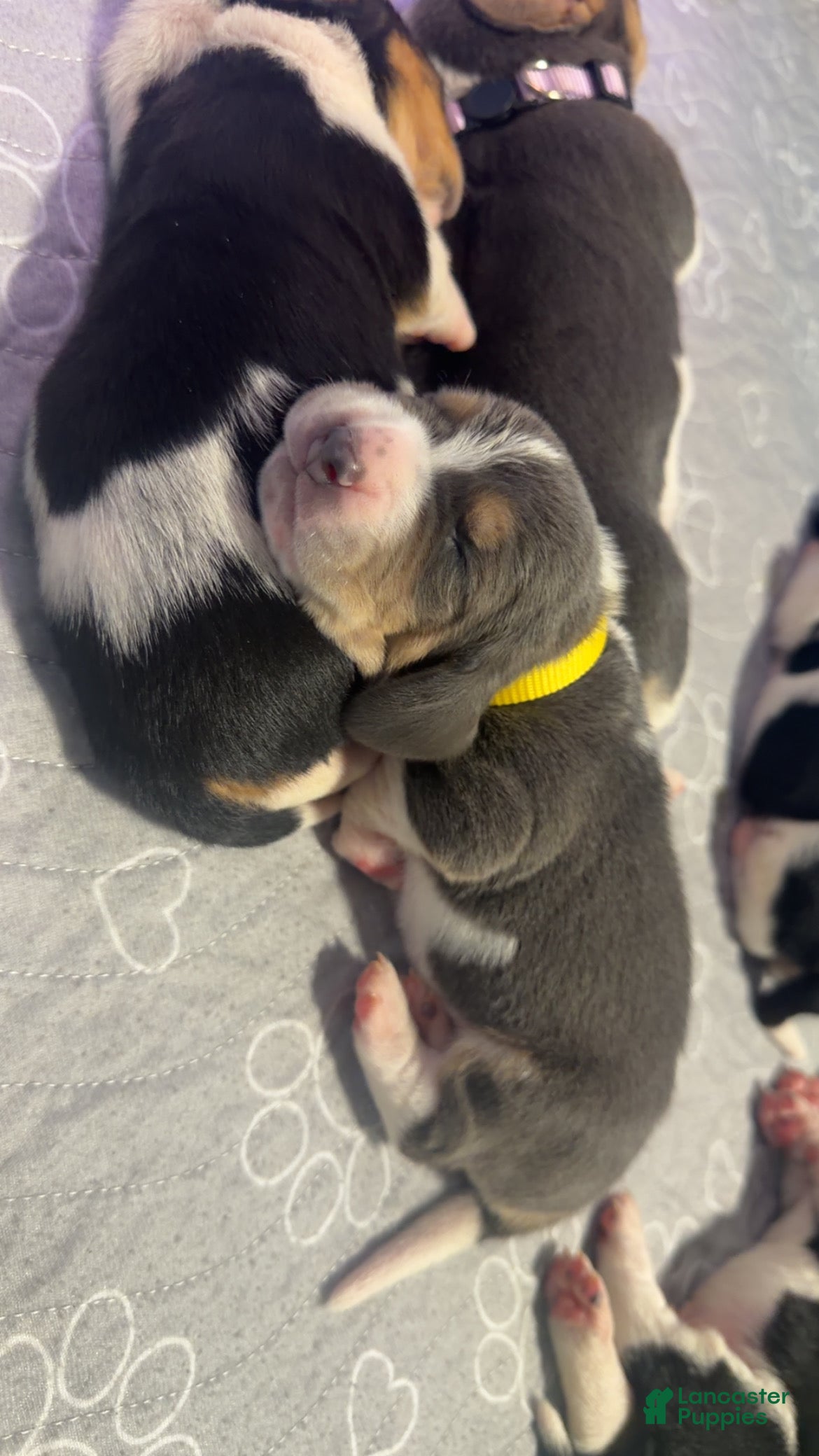 Basset Hound dogs Jaun Carlos- yellow - Ad 5