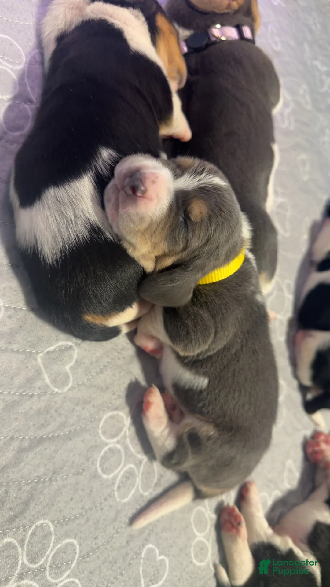 Basset Hound dogs for sale: Jaun Carlos- yellow - Ad 1