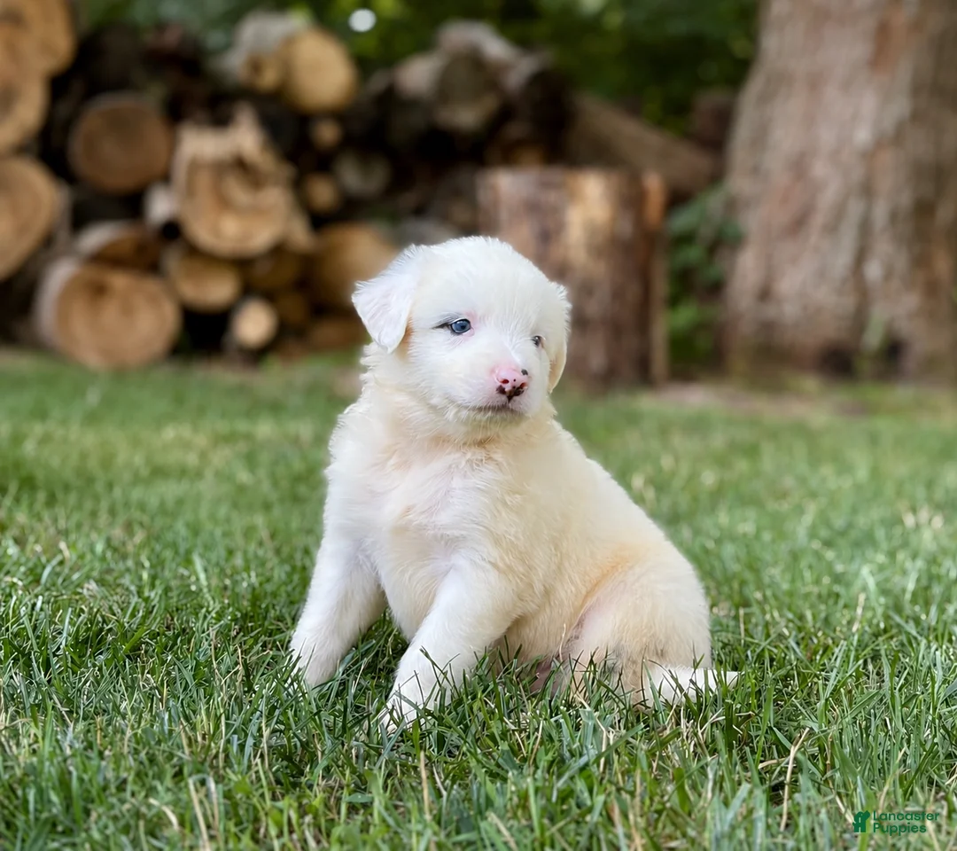Australian Shepherd dogs for sale: Max - Ad 2