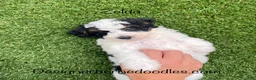 Mini Bernedoodle dogs for sale: Zelda tiny/toy - Ad 5