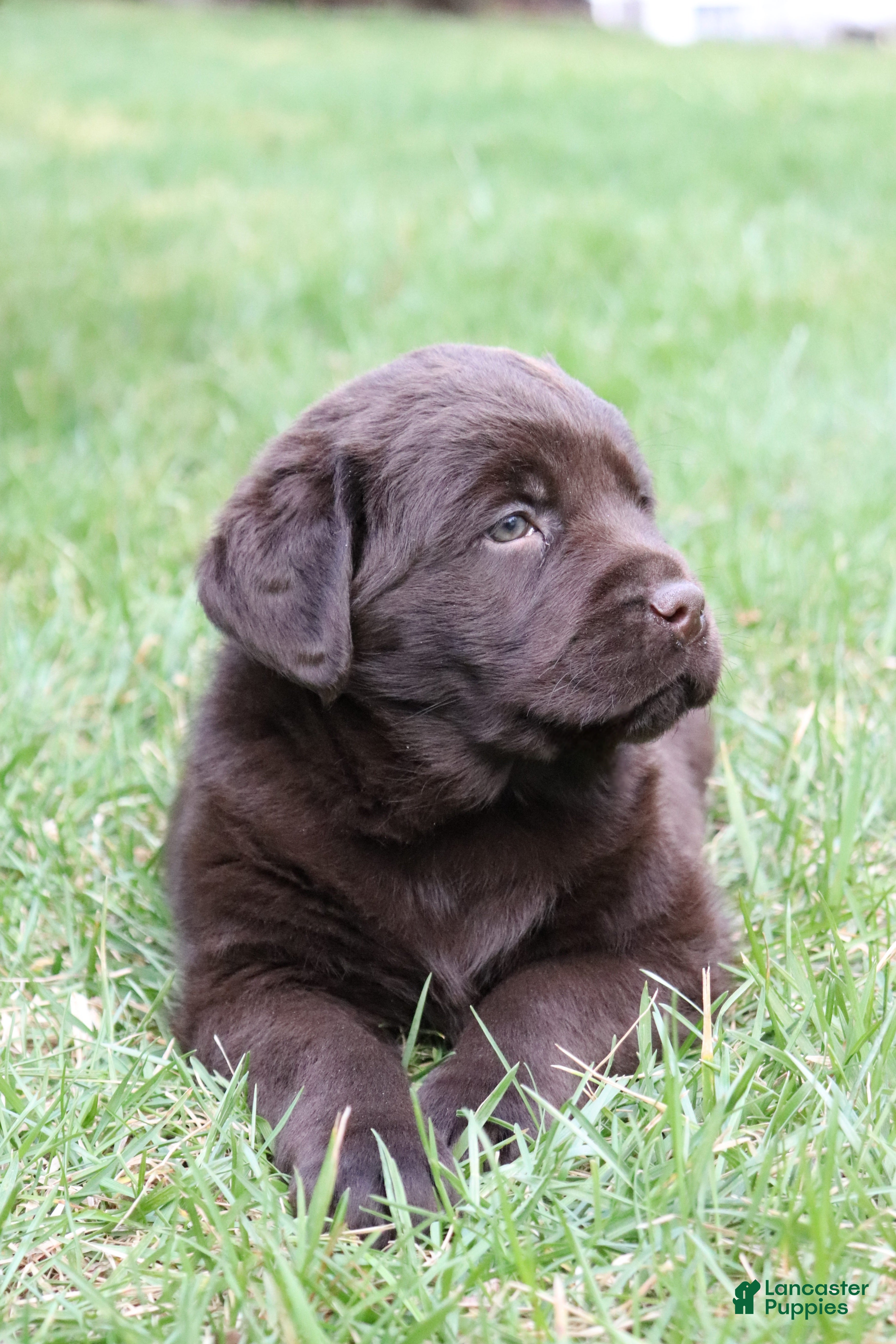 Labrador Retriever dogs Rocky - Ad 2