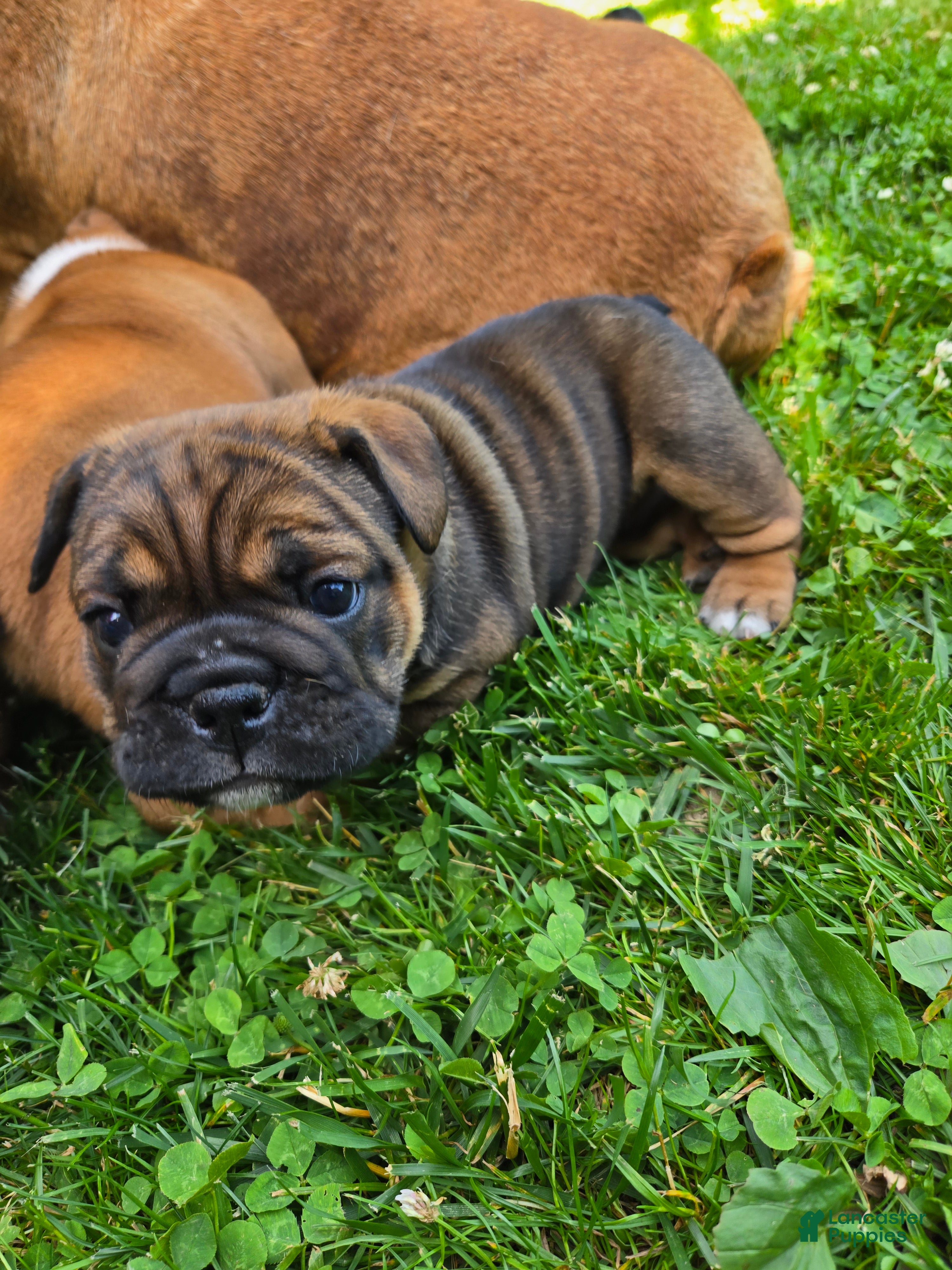 English Bulldog dogs Olive - Ad 2