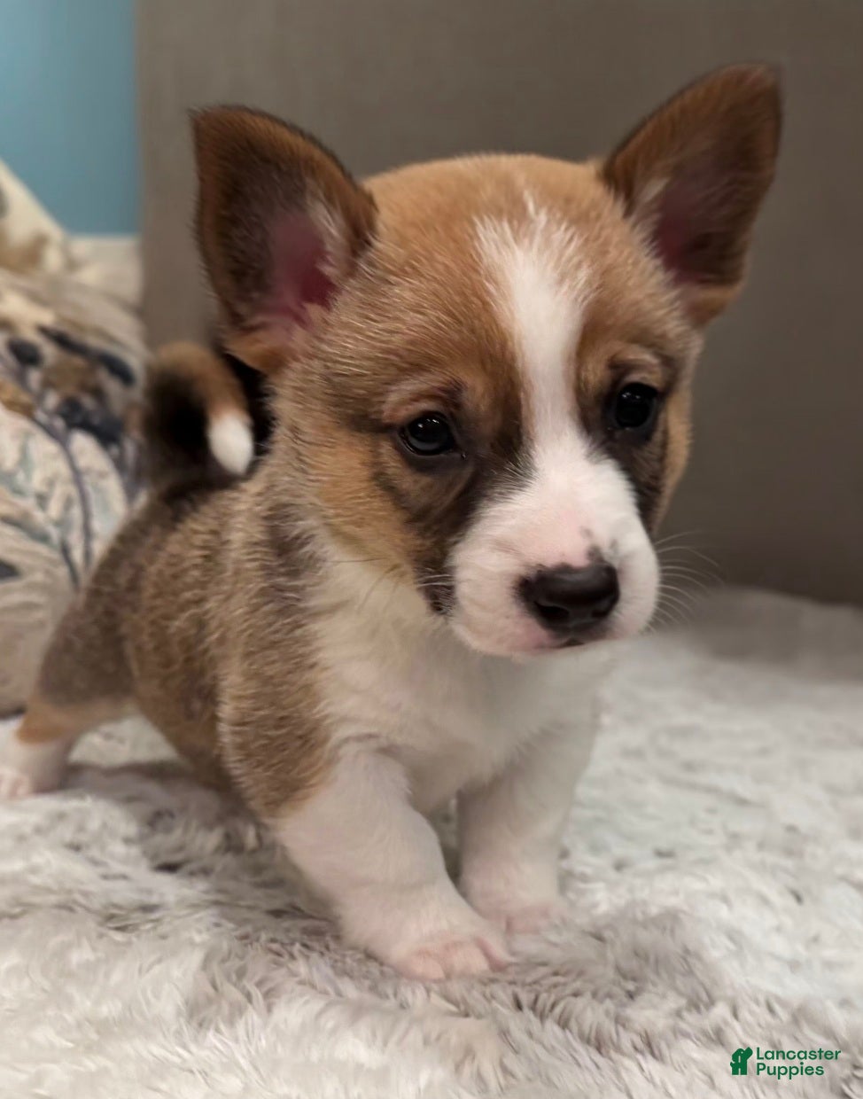 Mixed Breed dogs Jasper - Ad 7