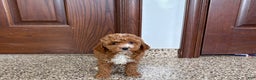 Cavapoo dogs for sale: Cavapoo F1b Female Puppy 5 - Ad 5