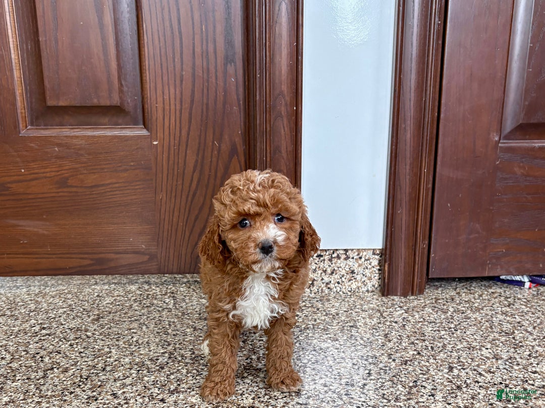Cavapoo dogs for sale: Cavapoo F1b Female Puppy 5 - Ad 5