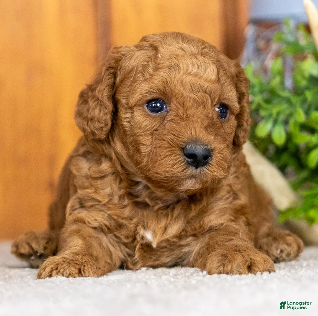 Miniature Poodle dogs for sale: Pam - Ad 2