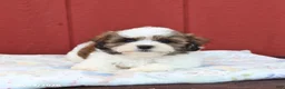 Malshi dogs for sale: Scott - Ad 3