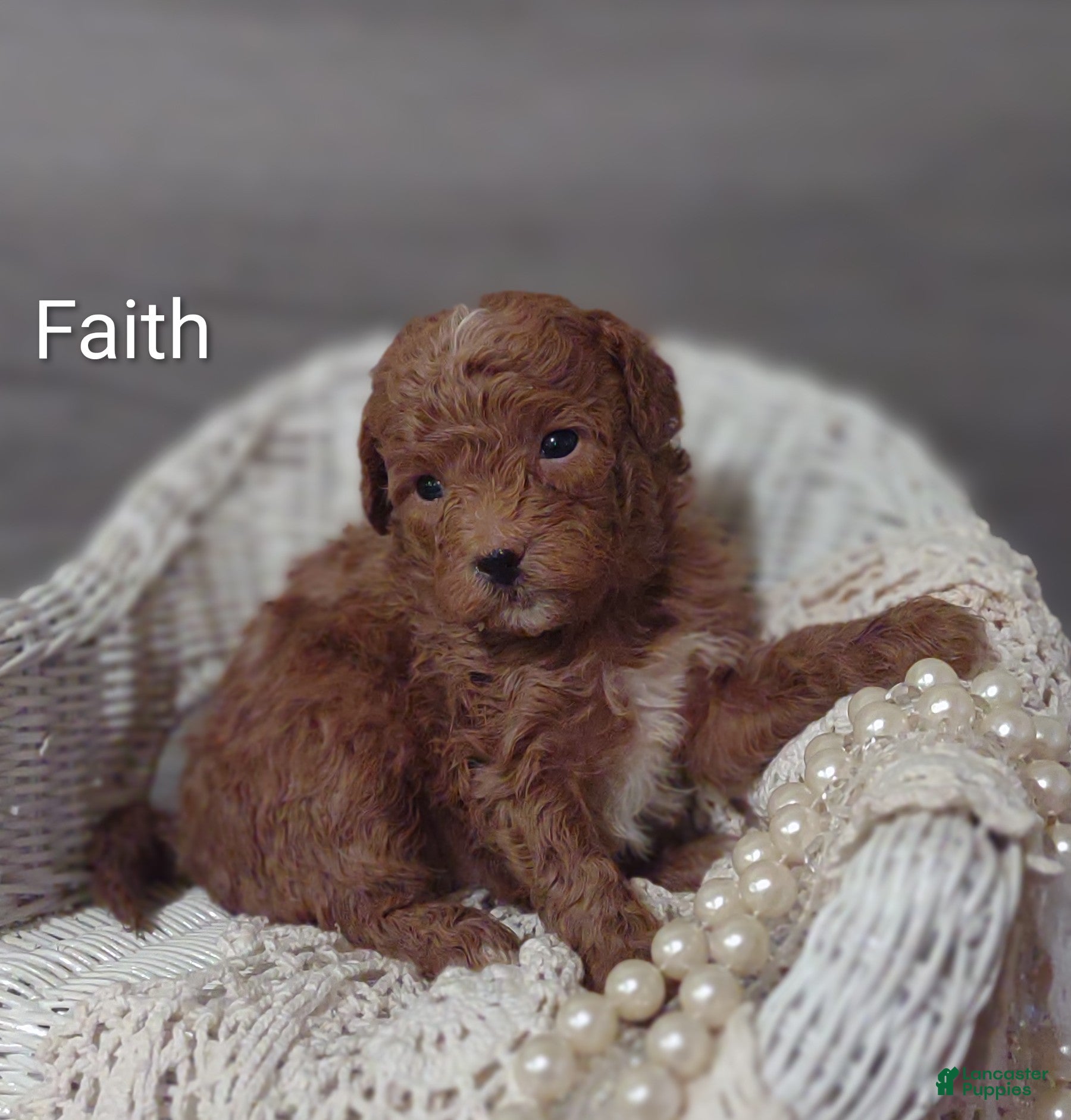 Shihpoo dogs Faith - Ad 38