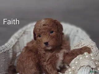 Shihpoo dogs Faith - Ad 38