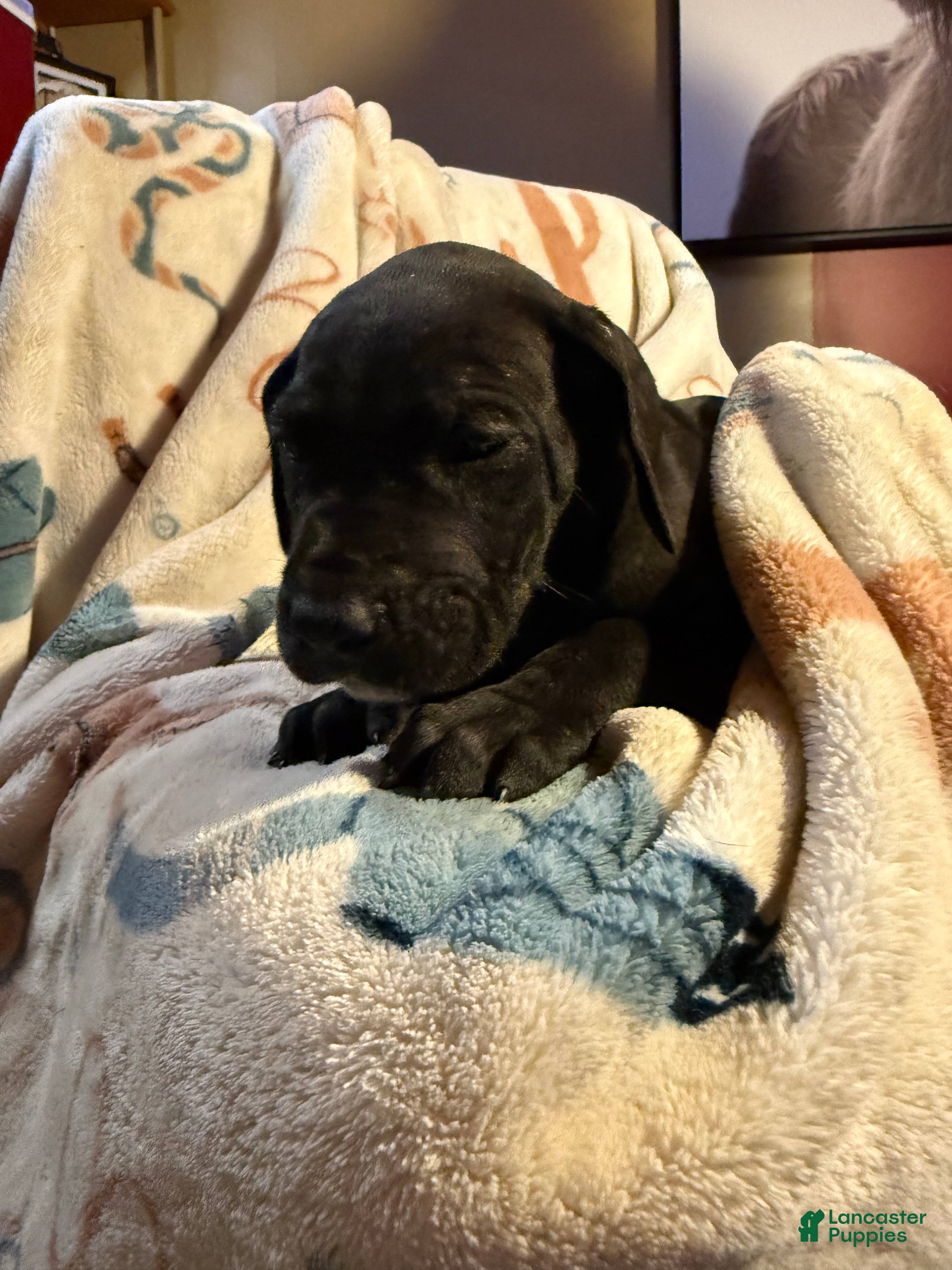 Great Dane dogs Great Dane Puppy 9 - Ad 28