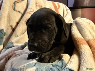 Great Dane dogs Great Dane Puppy 9 - Ad 21