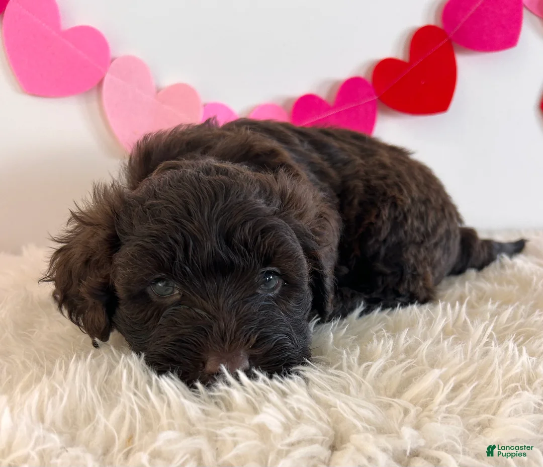Portuguese Water Dog dogs for sale: Teddy - Ad 2