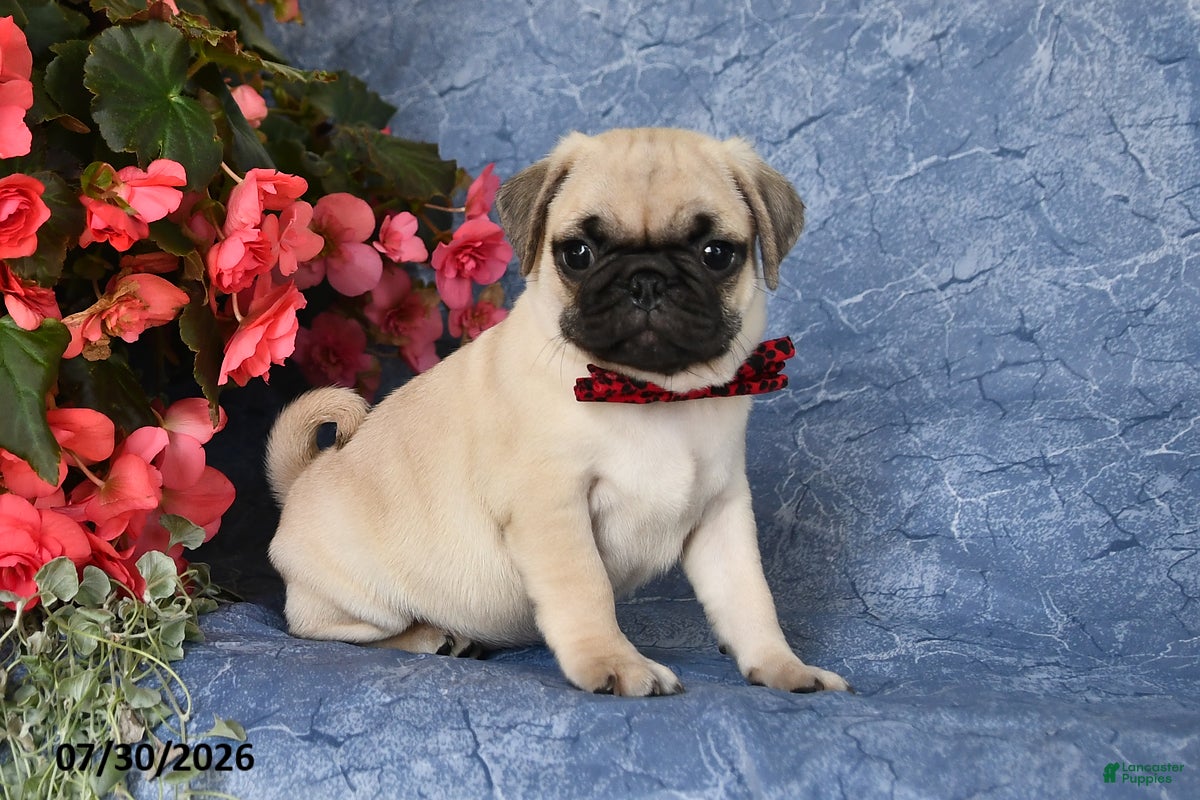 Pug dogs Bigfoot - Ad 1