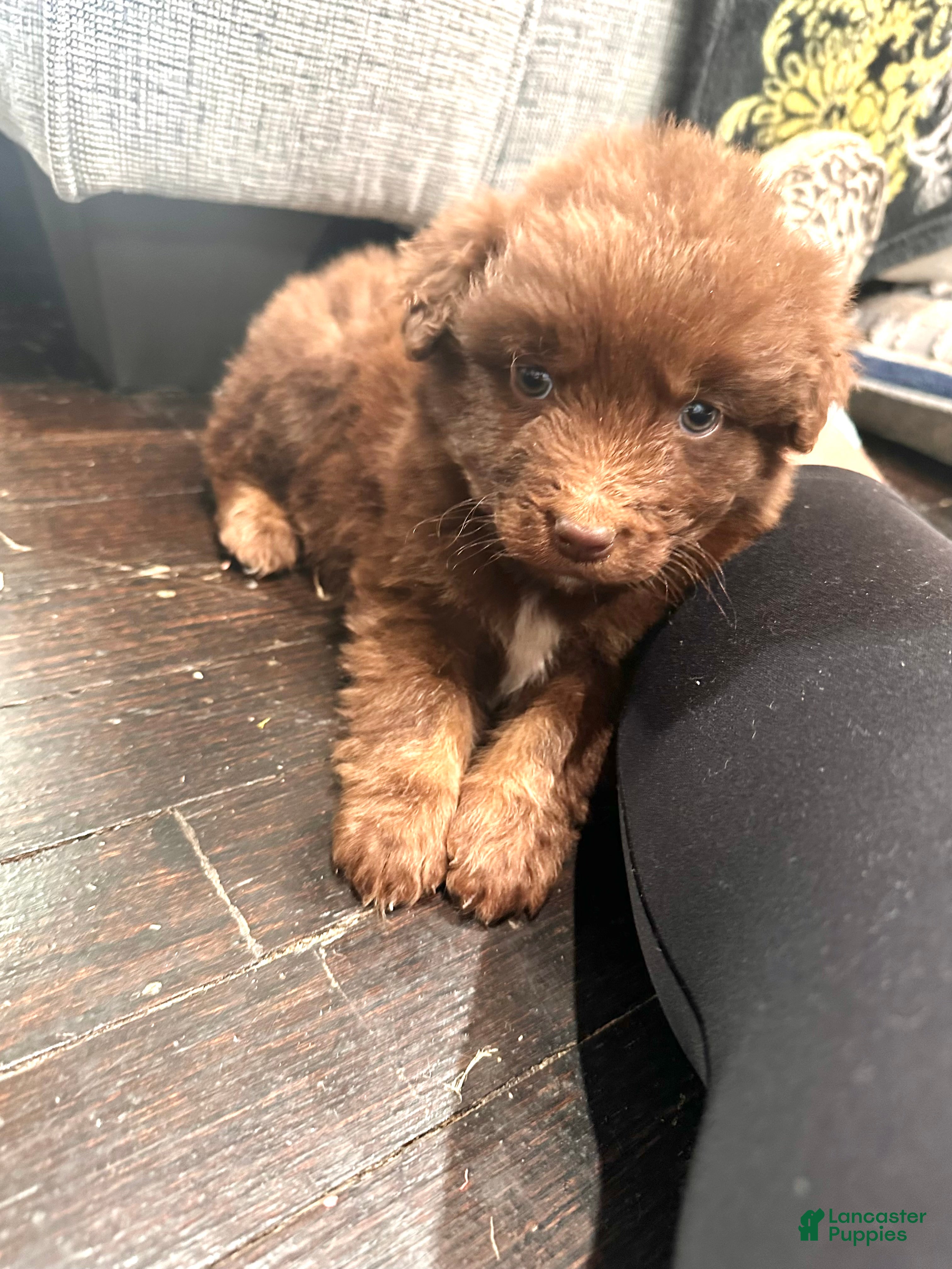 Aussiedoodle dogs Channing - Ad 30