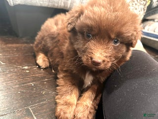 Aussiedoodle dogs Channing - Ad 3