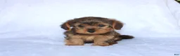 Yorkiepoo dogs for sale: Evan  - Ad 6