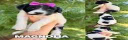 Goldendoodle dogs for sale: Magnolia - Standard F1b - Ad 3
