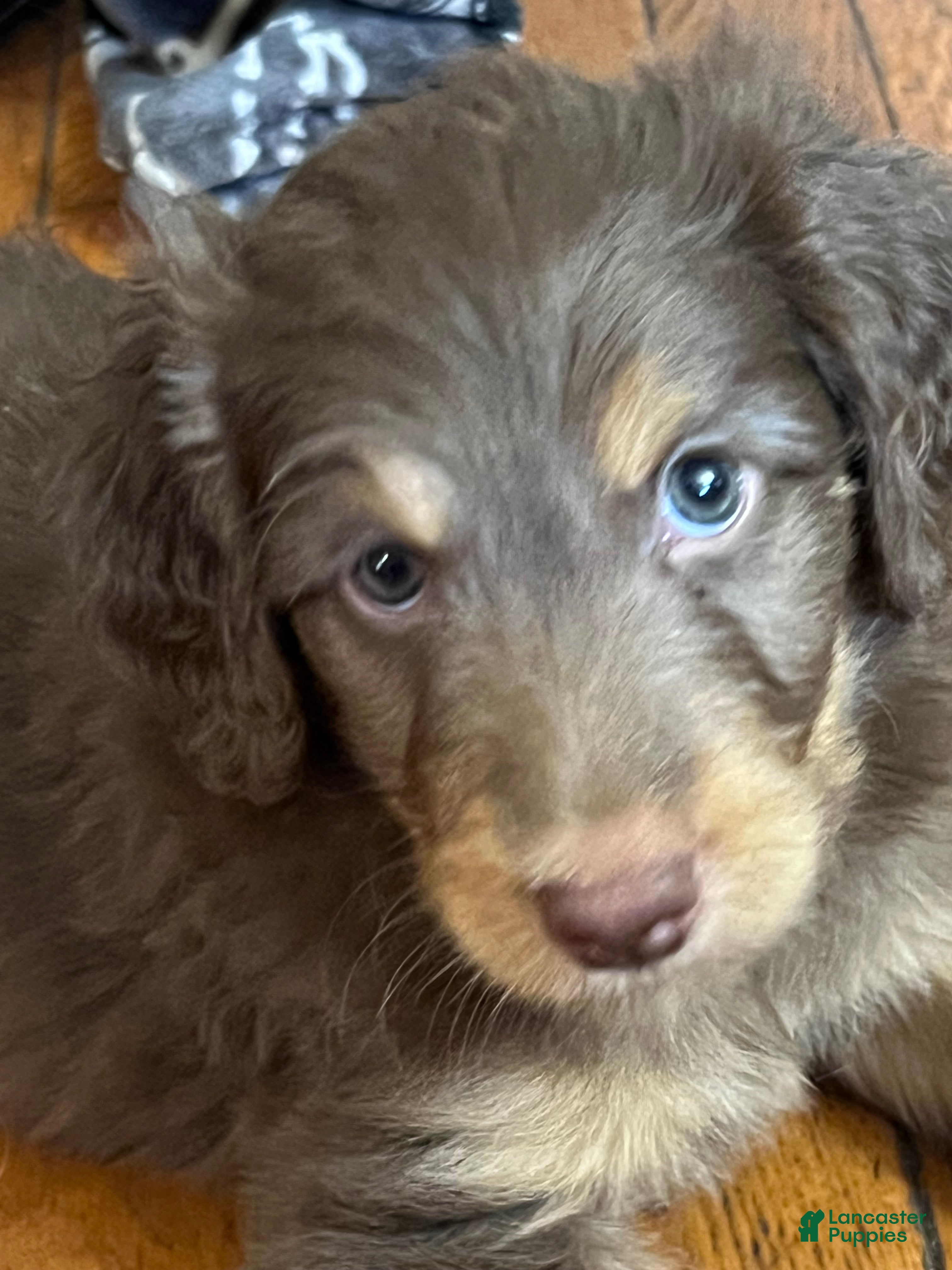 Aussiedoodle dogs Aussiedoodle 1 - Ad 24