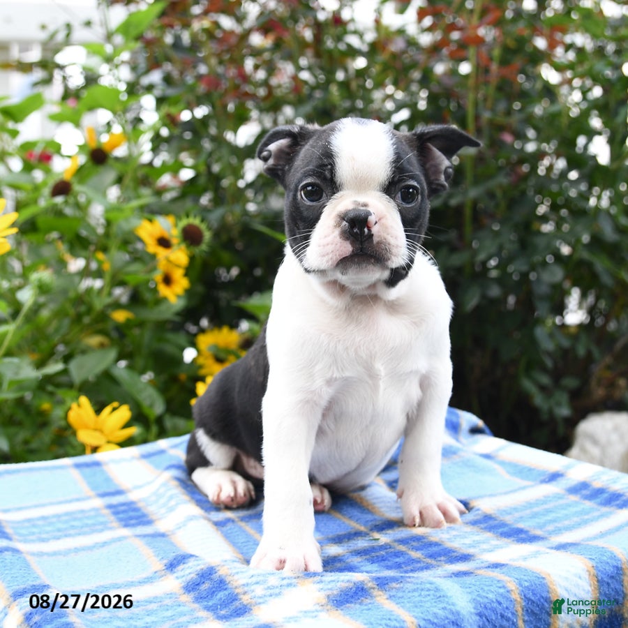 Boston Terrier dogs Rocco - Ad 2