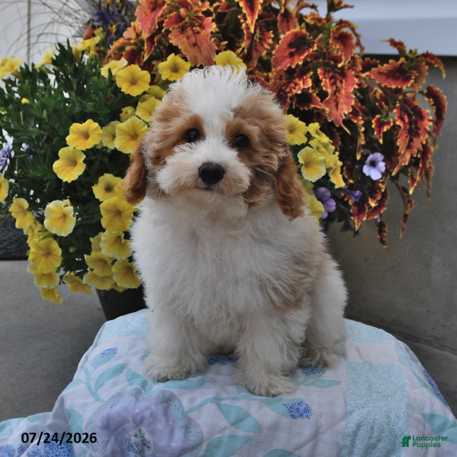 Miniature Poodle dogs Sapphire - Ad 2