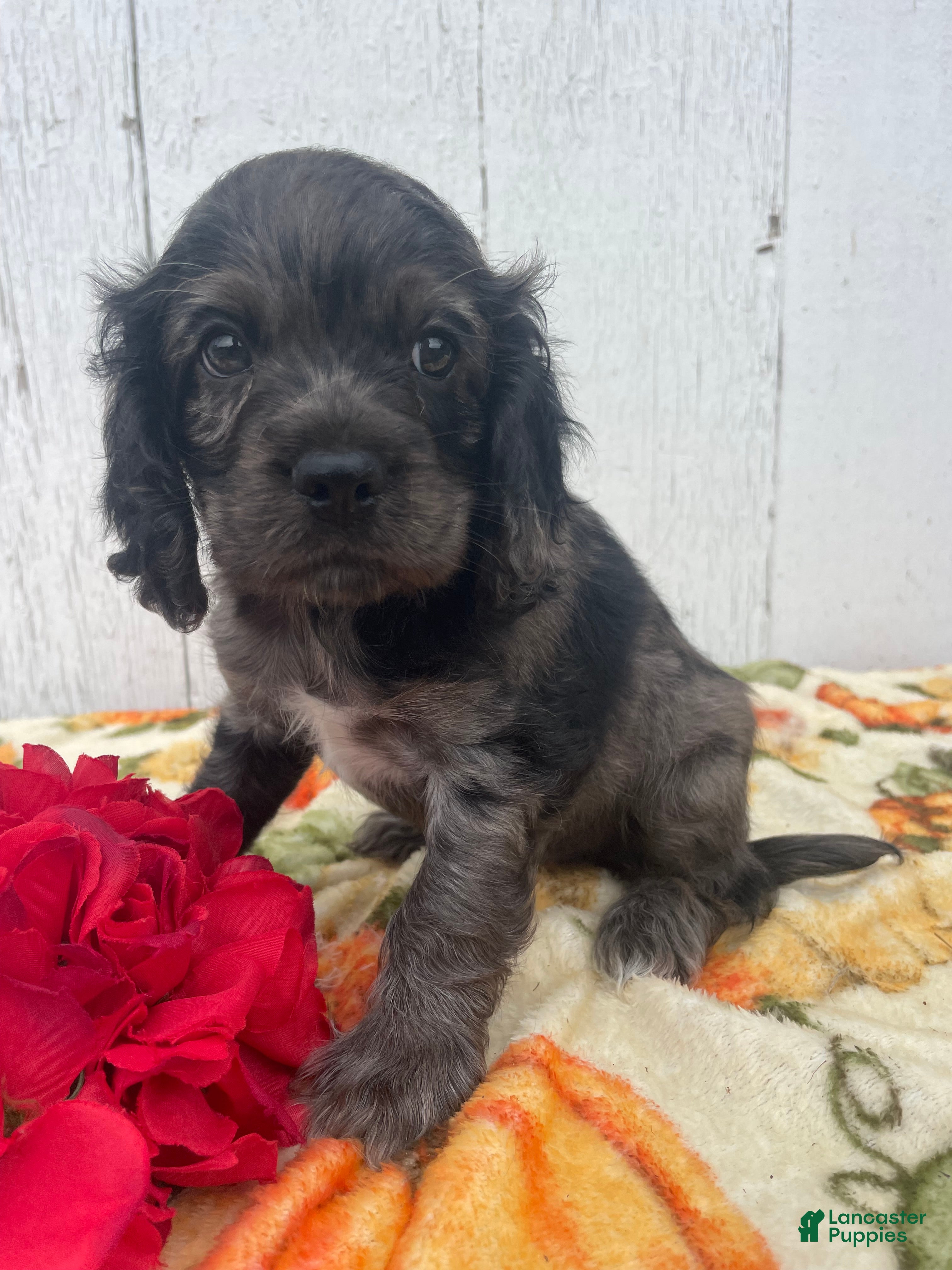 Cocker Spaniel dogs Popcorn - Ad 2
