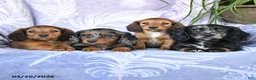 Miniature Dachshund dogs for sale: Dallas - Ad 5