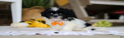 Shih Tzu dogs for sale: Waldo - Ad 2