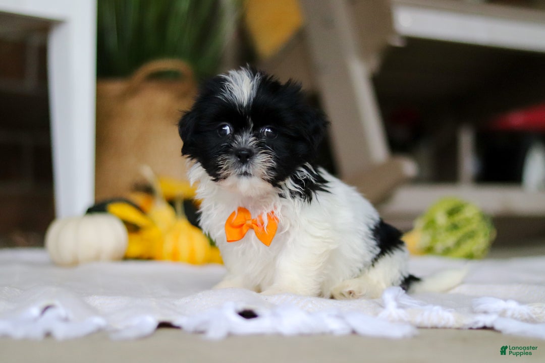 Shih Tzu dogs for sale: Waldo - Ad 2