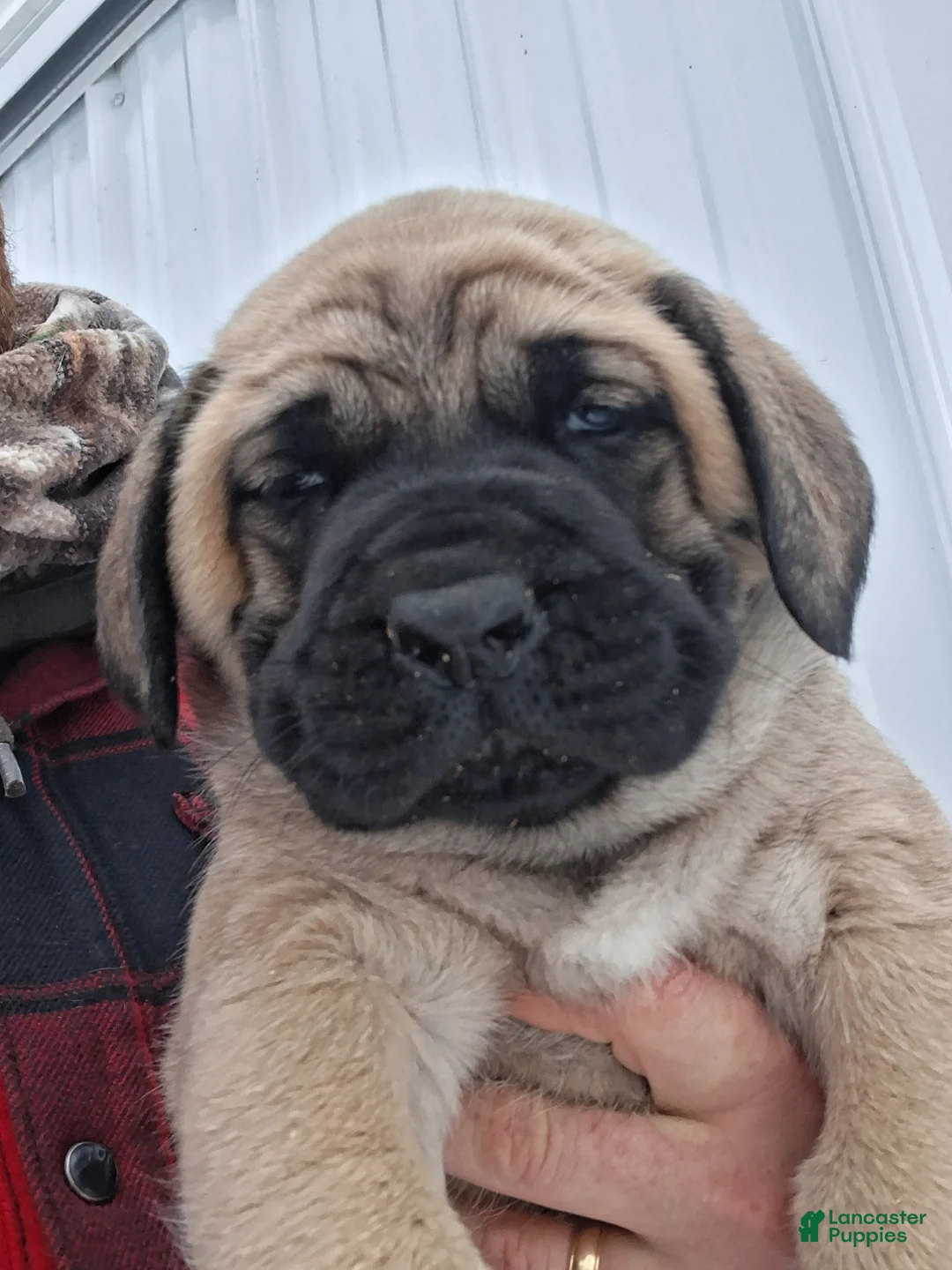 English Mastiff dogs for sale: Brutus  - Ad 1
