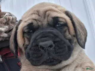 English Mastiff dogs Brutus - Ad 35