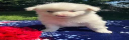 Pomsky dogs for sale: Mango - Ad 4