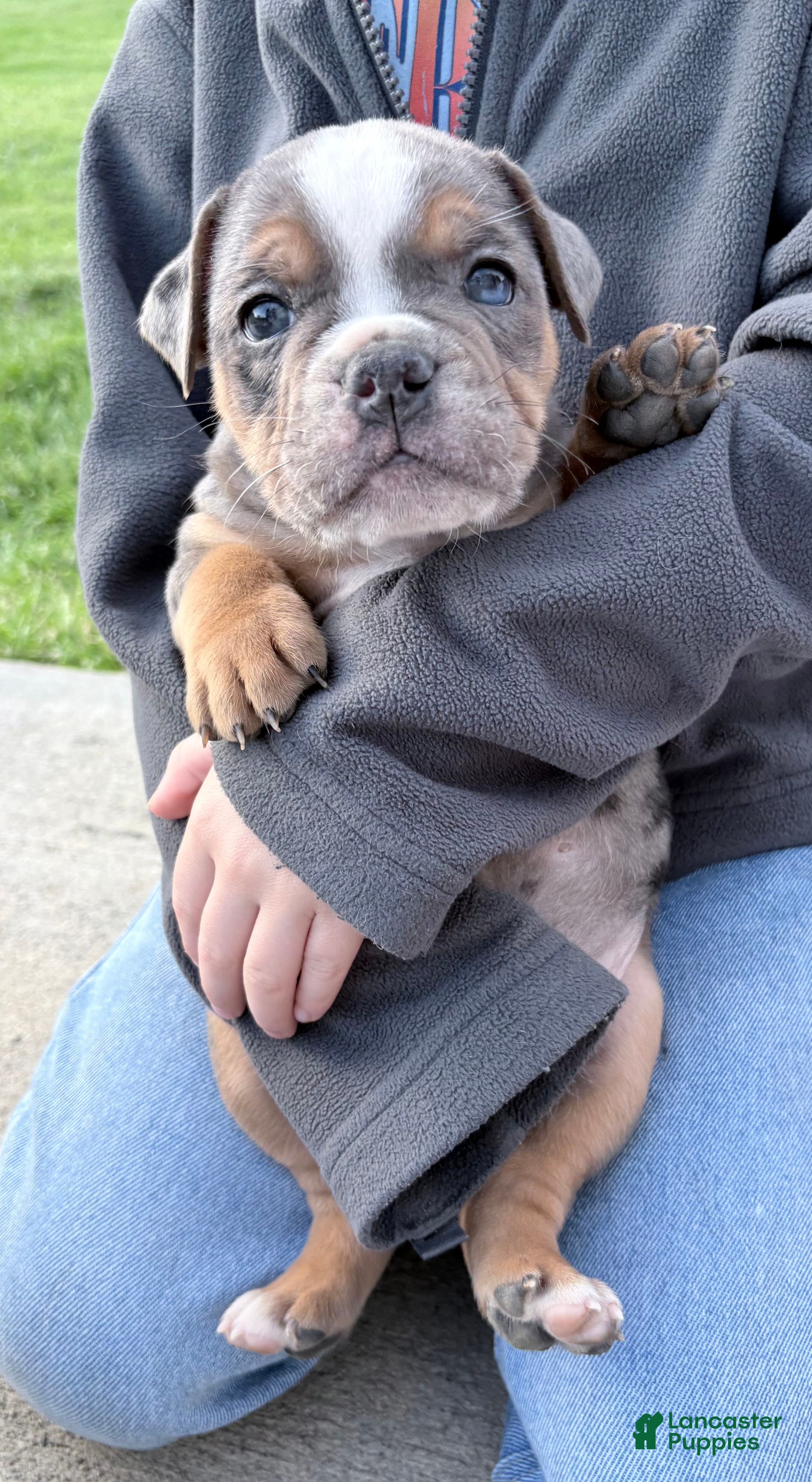 Olde English Bulldogge dogs Olde English Bulldogge Puppy 6 - Ad 12