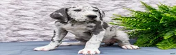 Great Dane dogs for sale: Kara - Ad 3