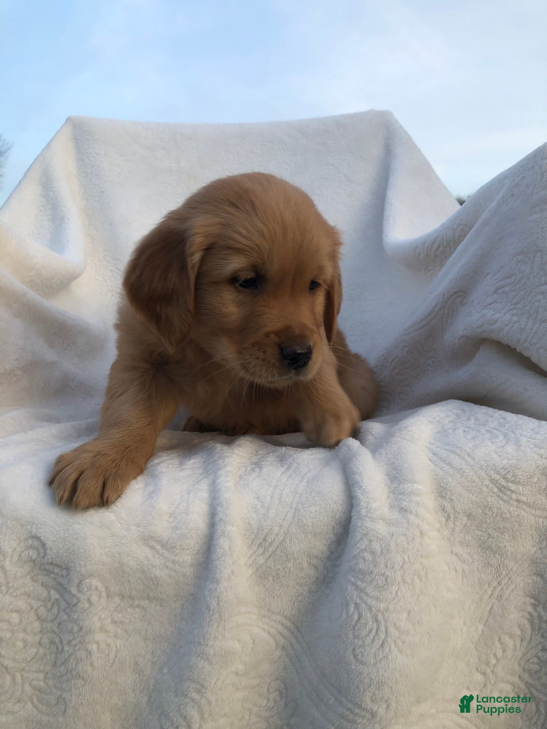 Golden Retriever dogs for sale: Romeo - Ad 5