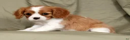 Cavalier King Charles Spaniel dogs for sale: Malachi - Ad 6