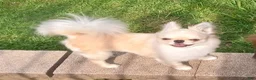 Chihuahua dogs for sale: Chihuahua 2 - Ad 3
