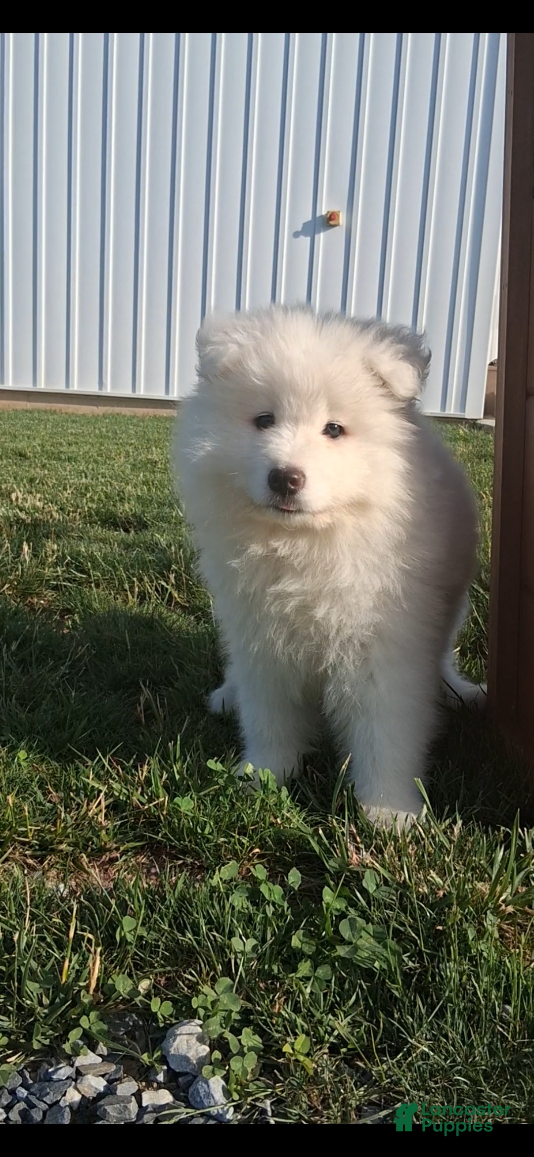 Samoyed dogs Rosi - Ad 2