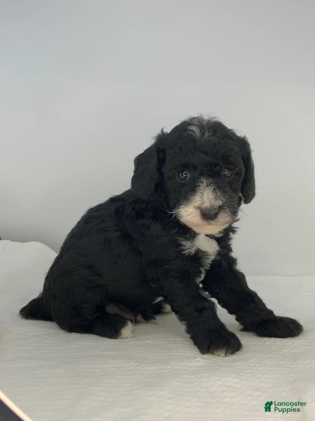 Toy Poodle dogs for sale: Valentino - Ad 2
